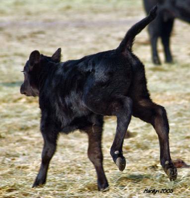 u7/mzm/medium/41026757.calves14.jpg