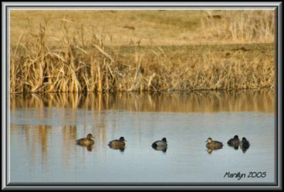 'quack, quacckk ... quaaccckkkkk!!'