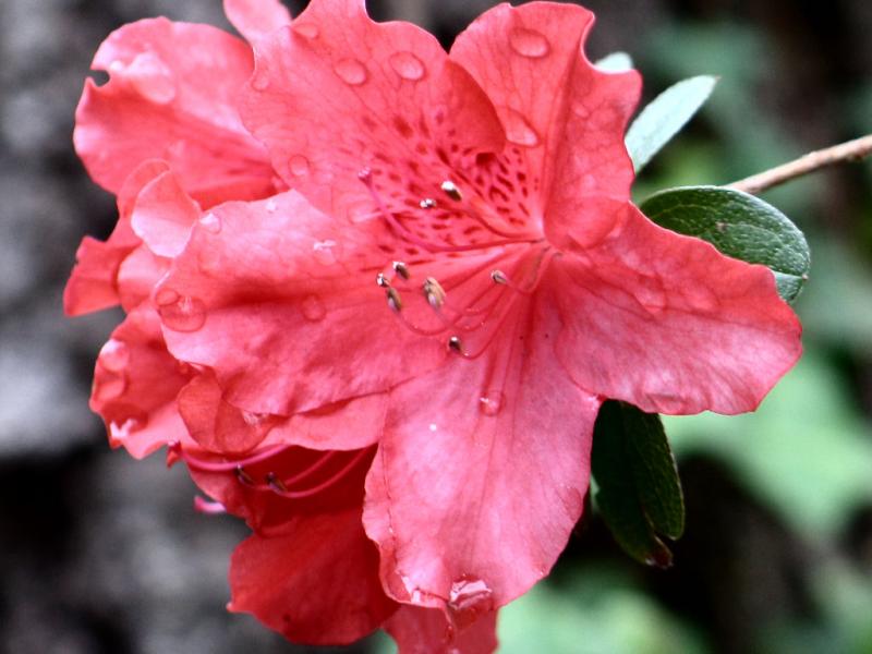 Red Azalea *