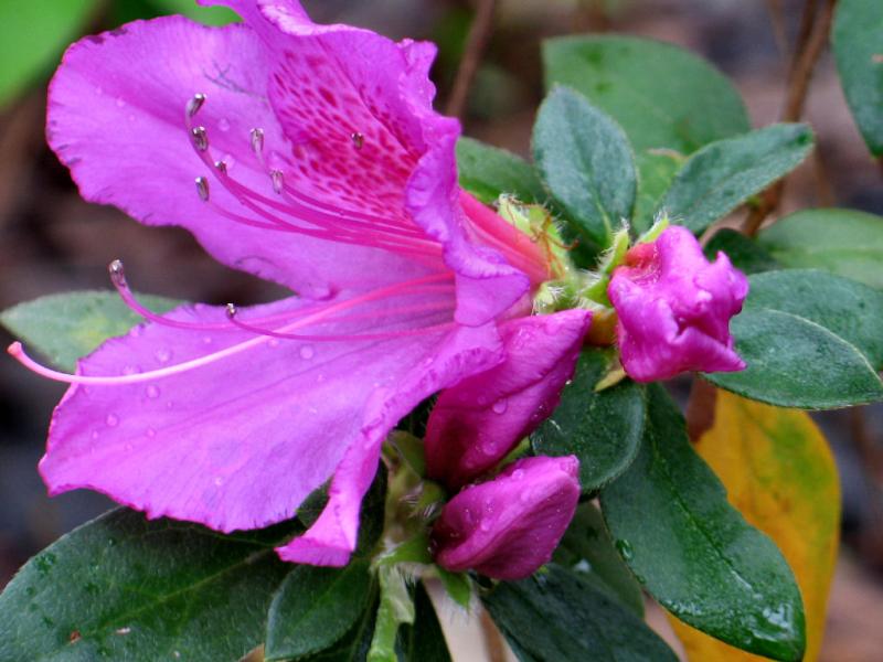Azalea After The Rain *