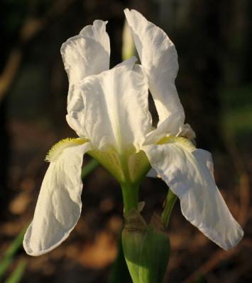 White Iris *