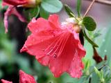 Azalea after the rain *
