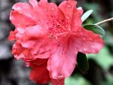 Red Azalea *