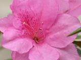 Pink Azalea *