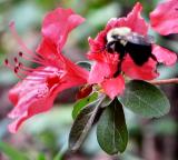  Busy Being A Bee *