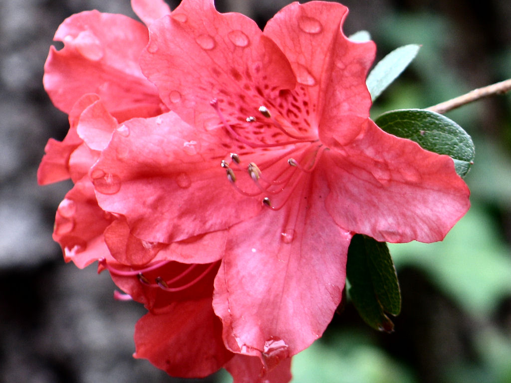 Red Azalea *