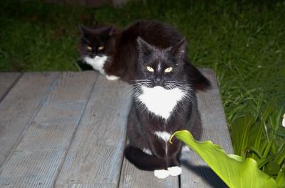 Brenda Kitty and Gracie waiting for dinner