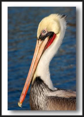 pelican in profile