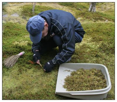 Kyoto Ginkaku-ji (Silver pav) moss harvest