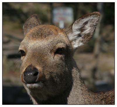 maja jima deer