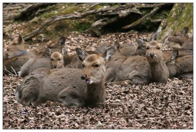Nara Kasuga Taisha deer