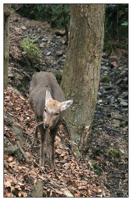 Nara Kasuga Taisha deer