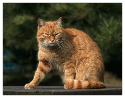 Tokyo Hama Rikyu garden wild cat