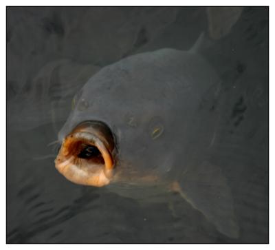 Tokyo meiji-jingu carp