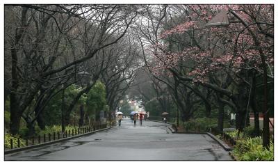 Tokyo rain