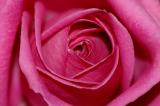 Pink Rose.jpg