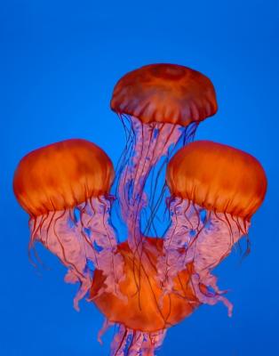u7/ninadartworks/medium/6231962.TheJellyFish.jpg