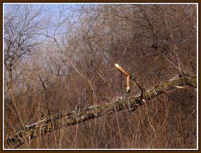 March 22 - The Alligator Tree