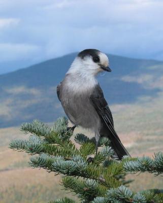 Gray Jay, Twinway Trail, White Mountain National Forest, NH, October