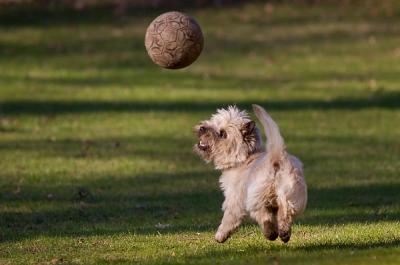 Dog playing