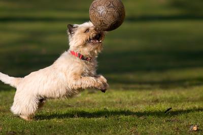 Dog playing