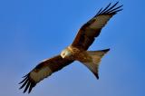 Red Kite