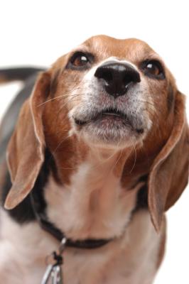 Depth of fieldSharp Nose Beagle