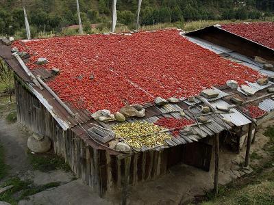 in thimphu town, the fall is chili drying time, then one has winter chilis too!just past 2nd traffic circle going down to bridge/dzong on right, thimphu