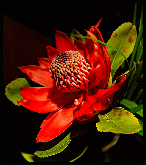 Red-Flower.jpg