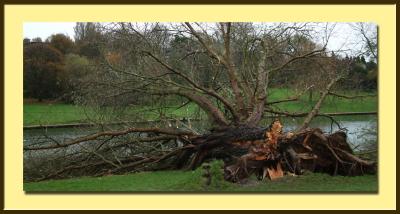 u7/paulandjane/medium/6695947.fallen_tree.jpg