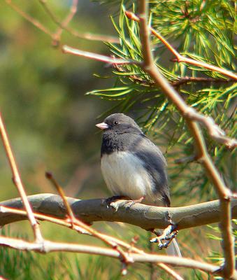 Dark-eyed Junco