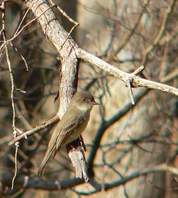 Eastern Phoebe