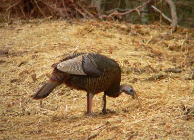 Wild Turkey