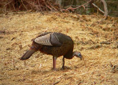 Wild Turkey