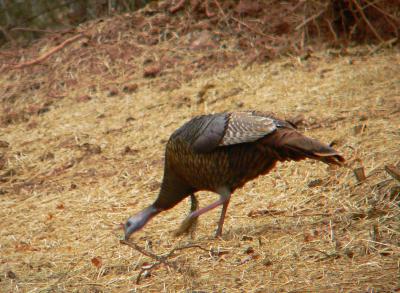 Wild Turkey