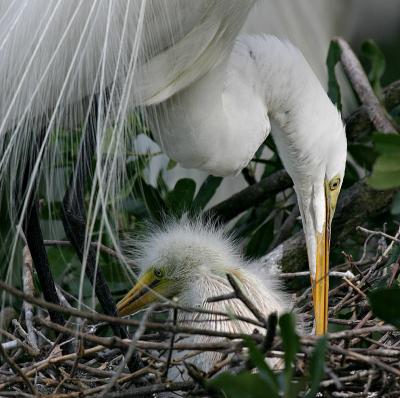 St. Augustine alligator farm bird rookery