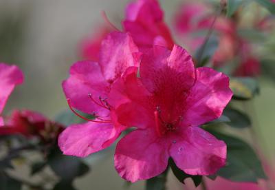 azalea1.jpg