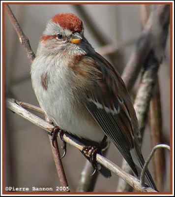 Les bruants nord-américains (North American Sparrows)