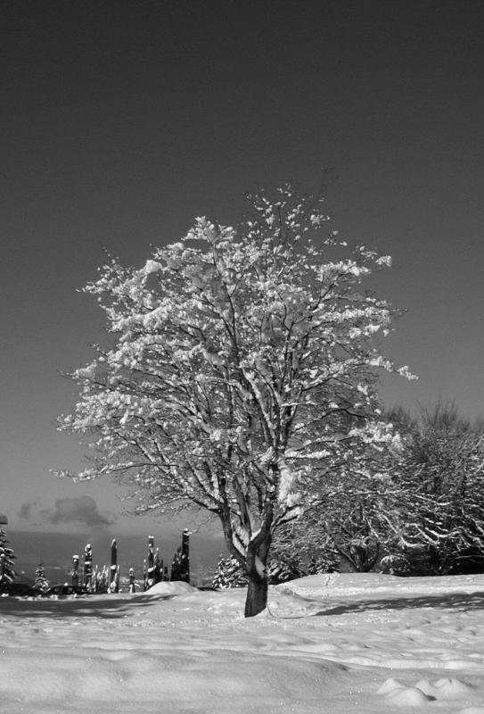 P1010052_bw.jpg