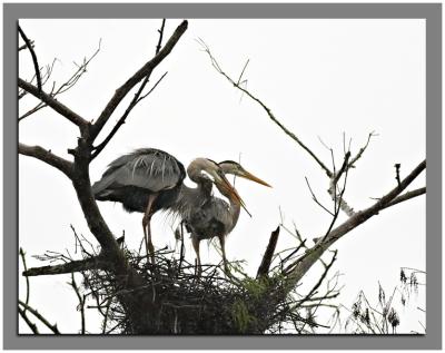 Great Blue Herons on the nest...