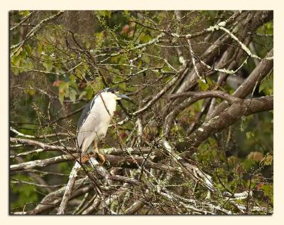 Bashful Yellow-Crowned Night Heron