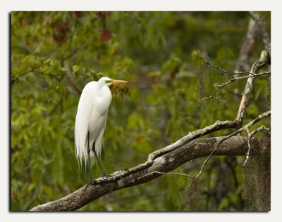 Great Egret