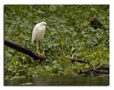 Snowy Egret