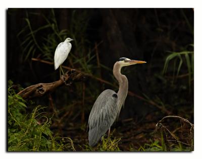 Great Blue Heron and friend...