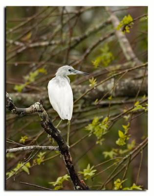 Immature Little Blue Heron