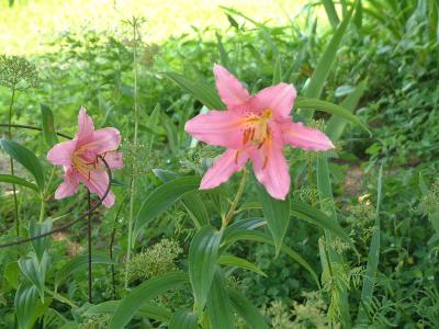 Sorbonne Lilly