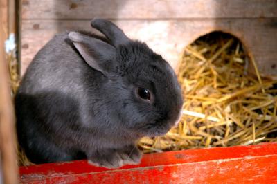 Corey, the Easter rabbit