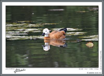 Reflections of a duck