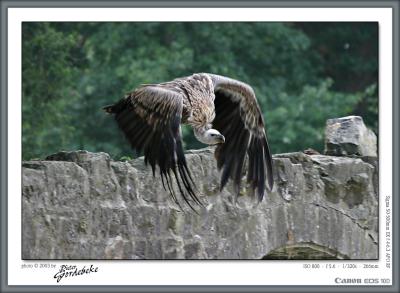 Vulture in flight