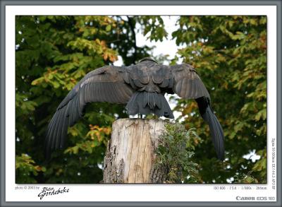 Condor showing off